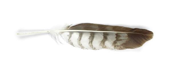 Falcon feather isolated on white background. eagle feather isolated on white background