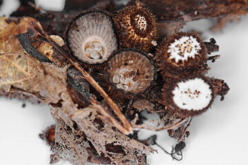 Fluted bird's nest fungus, Cyathus striatus, strange mushroom. Detail photo of the fluted bird's nest (Cyathus striatus) growing on the shredded tree bark 