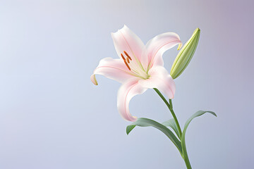 Obraz premium pink lily flower