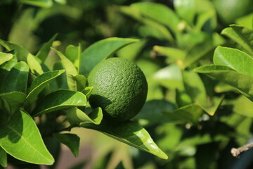 watson pomelo, mandarin, tangerine, Citrus natsudaidai Hayata