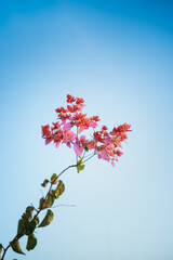 Bouganville flowers with blue sky in the background. It is sunset hour.