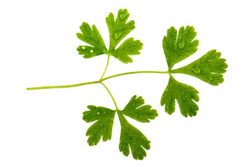 Branch of fresh parsley isolated on white.