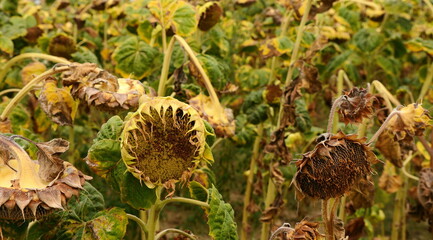Sunflower harvest season. Dry ripe sunflower field.