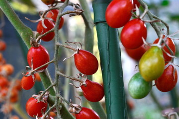 Beautiful red ripe heirloom tomatoes grown in a greenhouse. Gardening tomato photograph with copy space. Shallow depth of field