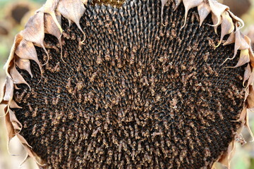 Sunflower harvest season. Dry ripe sunflower close up detail - obrazy, fototapety, plakaty