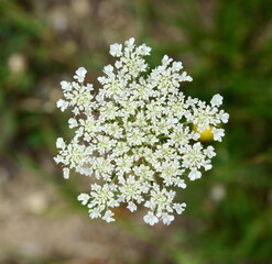 Beautiful Queen Anne's Lace Flower