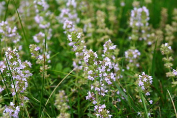 Flowering thyme in summer garden. Thymus vulgaris Faustini plant.Thyme blossom. Flowering Thyme in herb garden.