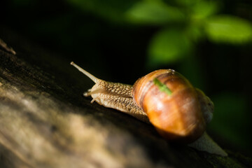 Large crawling garden snail with a striped shell. A large white mollusc with a brown striped shell. Summer day in the garden. Burgundy, Roman snail with blurred background. Helix promatia