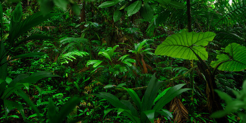 Obraz premium Tropical rainforest in Central America