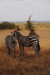 Obraz premium Pair of plains zebras on african savanna at Amboseli National Park in Kenya - vertical