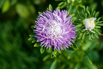 Aster