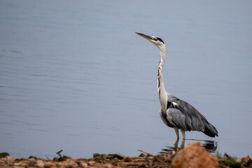 Garza real en una laguna