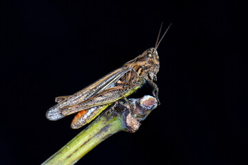 A close up of the grasshopper Isolated on black. Macro grasshopper 