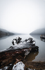 fog on winter lake with tree by the side