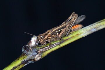 A close up of the grasshopper Isolated on black. Macro grasshopper 