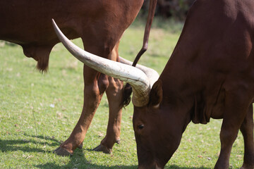 Serenity on the Pasture: Sanga Cattle Grazing