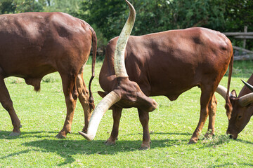 Ancient Majesty: Ankole-Watusi Cattle, Ankole-Watusi cattle, characterized by their distinctive long, curved horns and regal stature.