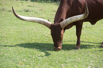 serene beauty of Sanga cattle as they graze peacefully in the open pasture. These majestic animals,...
