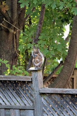 A squirrel sitting on a fence.