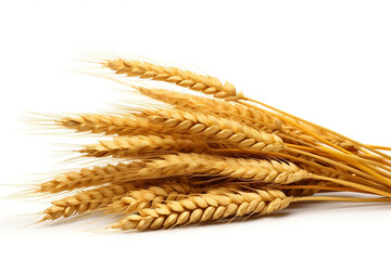 Golden Harvest, Horizontal Wheat Ears Isolated on White Background