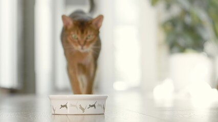 Hungry cute brown cat coming for breakfast to his bowl. Slow motion cat eating dry food on the floor with big appetites. Lovely little best friends indoor. Close up, low angle 4K shot. Soft day light.
