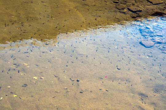 Underwater photo of small fishes swimming in the river. Selective focus.
