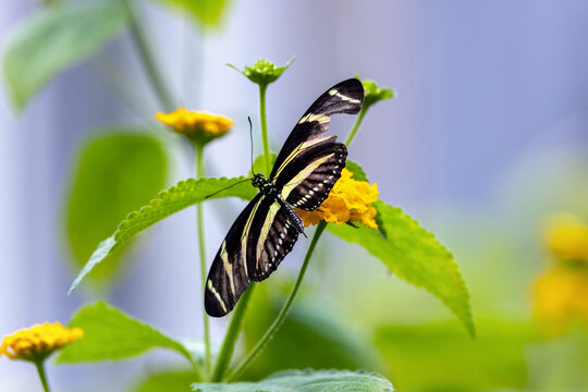 Zebra longwing butterfly or "Zebra heliconian" or "Heliconius charithonia" with striped wings of black and pale yellow on yellow flower plant. "Malahide Castle Butterfly House", Dublin, Ireland