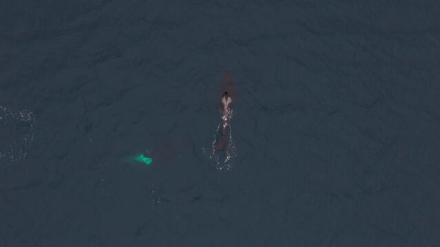 Glimpse the captivating sight of orcas feeding on herring in the northern waters of Norway, as seen from an aerial viewpoint.