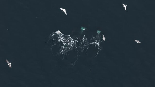 Large male orca feeding on herring, northern Norway