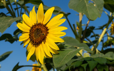 Słonecznik © Sebastian