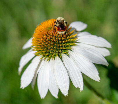 Orange Belted Bumble Bee Gathering Pollen on White Coneflower