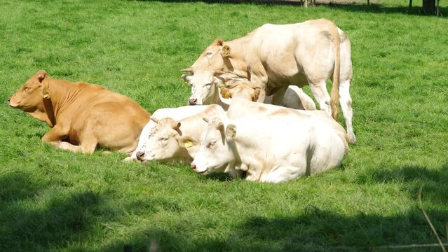 Blonde cows ruminate in the pasture in the Netherlands
