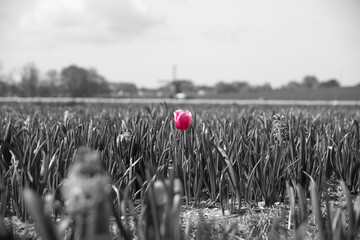 Dutch solitude lonely pink tulip in black and white, singular, stand-out, head above the crowd