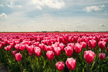 Zoom out overview of dutch tulip fields pink