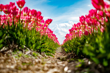 pink dutch tulips in full blossom, pathway