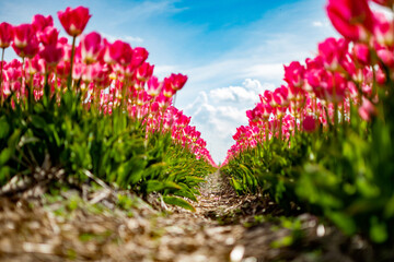 pink dutch tulips in full blossom, pathway