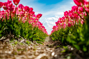 pink dutch tulips in full blossom 
