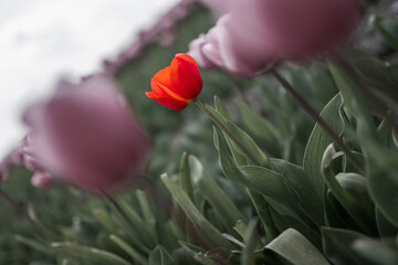 Dutch red tulip in focus, solitude, death, greyed out