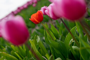 Dutch red tulip in focus, solitude, death