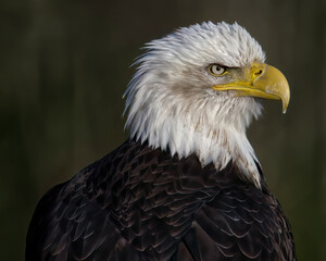 _CLB3070 eagle port female