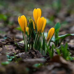 Crocus flowers blooming in early spring close-up