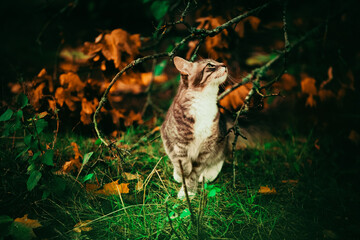 The tabby cat is strolling through the green grass and branches with yellowed leaves on an autumn day. A domestic pet enjoying a nature walk.