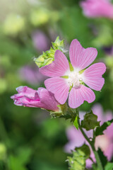 Big pink and red delicate flowers of mallow in bloom with green leaves and buds closeup, summer flowers background,