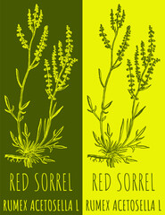 Vector drawing RED SORREL. Hand drawn illustration. The Latin name is RUMEX ACETOSELLA L.