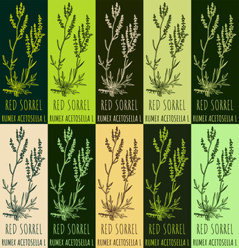 Set of vector drawing RED SORREL in various colors. Hand drawn illustration. The Latin name is RUMEX ACETOSELLA L.