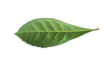 Folha de erva-mate do sul do Brasil.