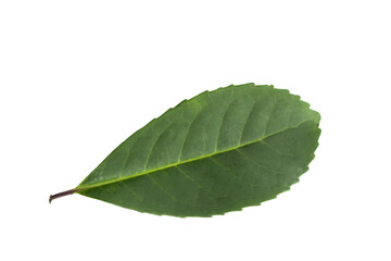 Obraz premium Folha de erva-mate do sul do Brasil.