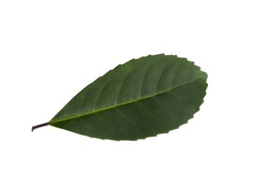 Folha de erva-mate do sul do Brasil.