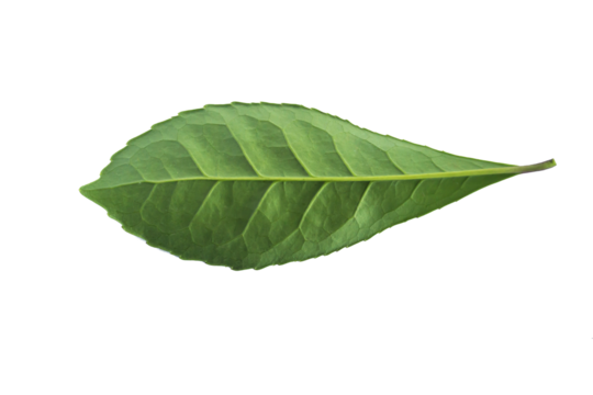 Folha de erva-mate do sul do Brasil.