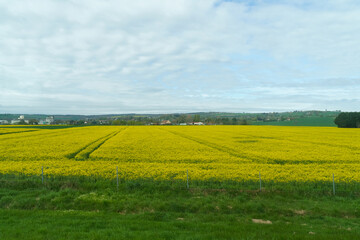 Yellow field of rapeseed during flowering, in the background the village.